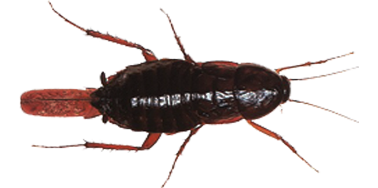 Kara Böcek İlaçlama