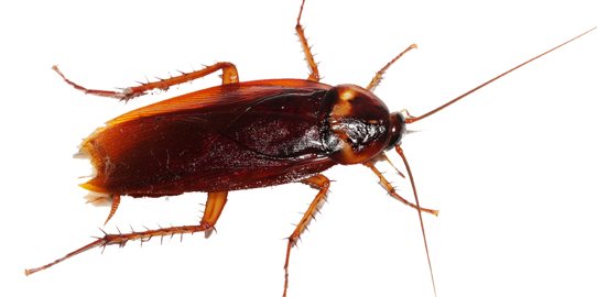 Hamam Böceği İlaçlama