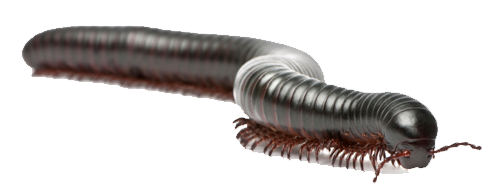 Kırkayak İlaçlama