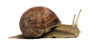 Salyangoz İlaçlama