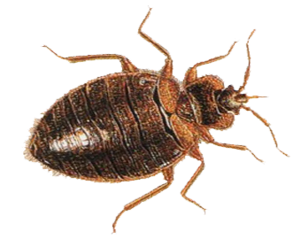 Tahta kurusu ilaçlama