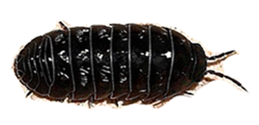 Tespih Böceği İlaçlama