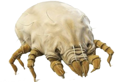 Toz Akarı (Mite) İlaçlama