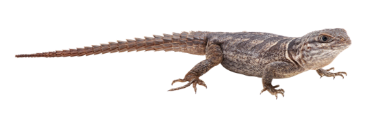 Kertenkele İlaçlama